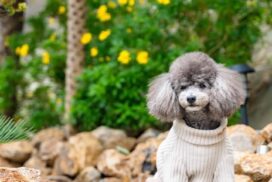 ペット撮影｜おしゃれなリゾートで犬撮影